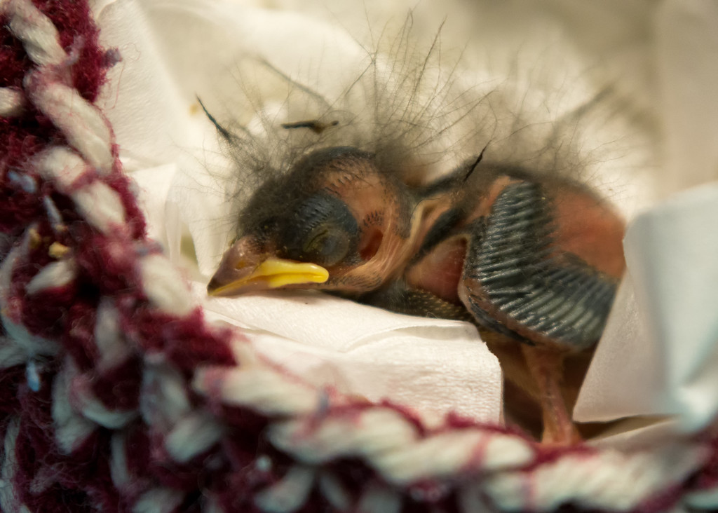 What should you do if you find a baby bird out of its nest?